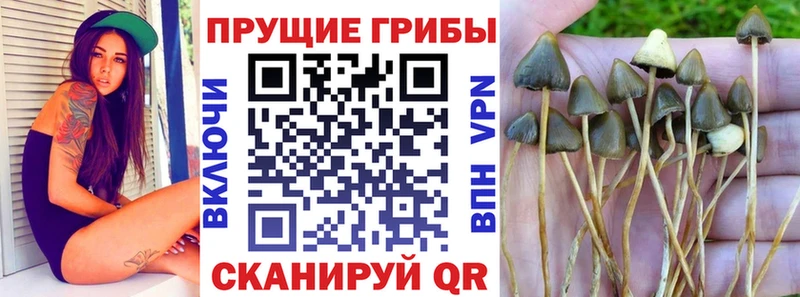 Галлюциногенные грибы GOLDEN TEACHER  купить наркоту  Качканар 